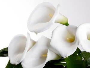 Be My Flower
